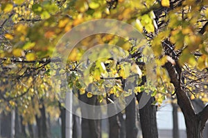 Yellow leaves on trees in autumn photo