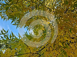 Yellow leaves on trees in autumn in the park