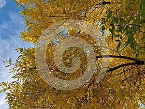 Yellow leaves on trees in autumn in the park