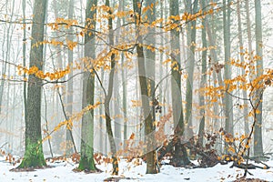 Yellow leaves on trees in a winter and foggy forest