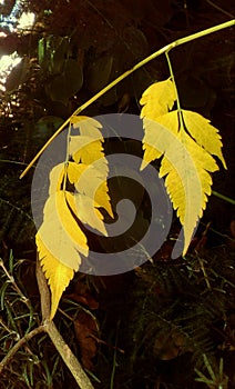 Yellow leaves photo