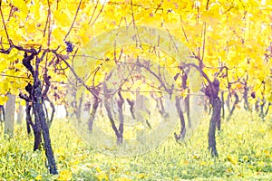 Yellow leaves vineyard