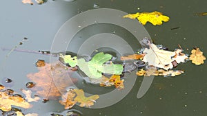 Yellow leaves on the water surface