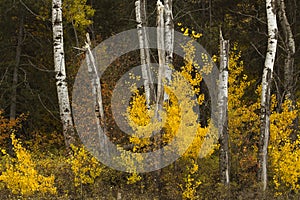 Yellow leaves and white trees photo