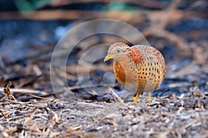 Yellow-legged Buttonquail bird