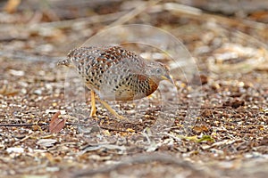 Yellow-legged Buttonquail Turnix tanki Male Cute Birds of Thailand