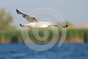 Yellow Legged Gull
