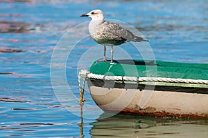 Yellow-legged gull on the boat