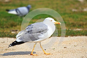 Yellow-legged gull on the coast