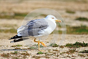 Yellow-legged gull on the coast