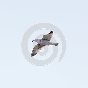 Yellow legged gull in flight