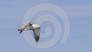 Yellow-legged Gull in Flight with Wings Down
