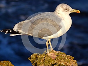 Yellow-legged gull, GoÃÂ©land leucophÃÂ©e, seabird