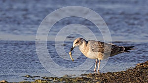 Yellow-legged Gull