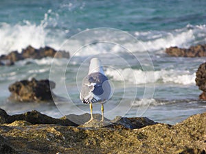 Yellow-legged Gull Larus cachinnans Atlantis photo
