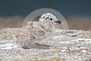Yellow-legged Gull (Larus michahellis)