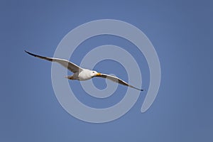 Yellow-legged Gull Larus Michahellis