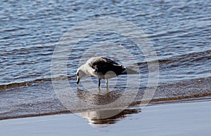 Yellow legged gull, Larus michahellis, beach