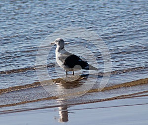 Yellow legged gull, Larus michahellis, beach