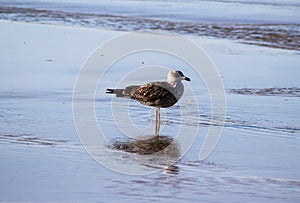 Yellow legged gull, Larus michahellis, beach