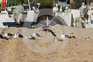 Yellow legged gull, Larus michahellis, beach