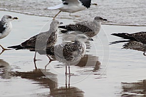 Yellow legged gull, Larus michahellis, beach