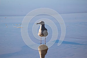 Yellow legged gull, Larus michahellis, beach