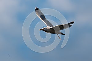 Yellow-legged Gull, Larus michahellis on flight