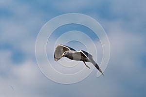 Yellow-legged Gull, Larus michahellis on flight