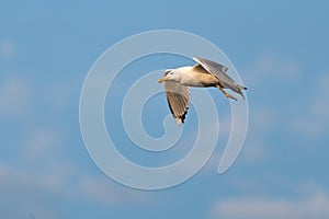 Yellow-legged Gull, Larus michahellis on flight