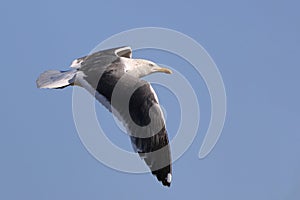 Yellow-legged gull Larus michahellis in flight