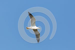 yellow-legged gull (larus michahellis) in flight in blue sky