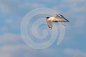 Yellow-legged Gull, Larus michahellis on flight