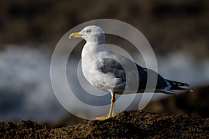 Yellow-legged gull, Larus michahellis, Morocco