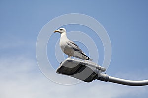 A yellow-legged gull (Larus michahellis) sitting on a street lamp