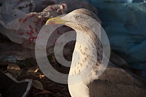 Yellow legged gull - Larus michahellis in a trash can with plastics