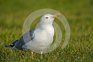 Yellow-legged Gull - Larus michahellis photo