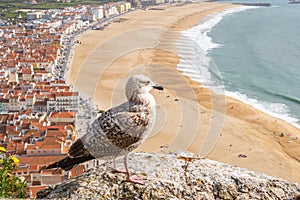 Yellow-legged gull observing the ocean in aerial view of the town of NazarÃ© in Portugal photo