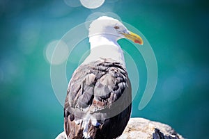 Yellow legged gull on the Pacifica Ocean Coastline near Vina Del Mar