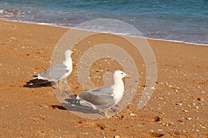 Yellow-legged gull in Portugal