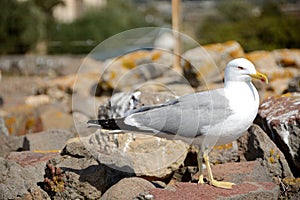 Yellow-legged gull