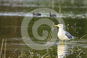 The yellow-legged gull is a species of Charadriiform bird in the Laridae family.