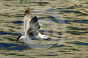 The yellow-legged gull is a species of Charadriiform bird in the Laridae family.