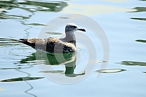 The yellow-legged gull is a species of Charadriiform bird in the Laridae family.