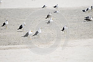 The yellow-legged gull is a species of Charadriiform bird in the Laridae family.