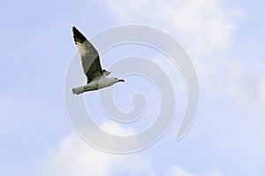 The yellow-legged gull is a species of Charadriiform bird in the Laridae family.