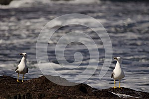 Yellow-legged gulls Larus michahellis atlantis photo