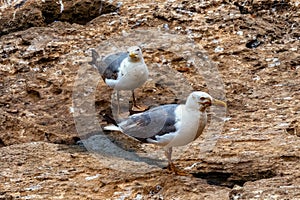 The yellow-legged gulls on the volcanic shore of the Atlantic Ocean in the area of Essaouira in Morocco