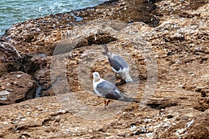 The yellow-legged gulls on the volcanic shore of the Atlantic Ocean in the area of Essaouira in Morocco