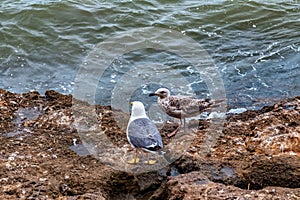 The yellow-legged gulls on the volcanic shore of the Atlantic Ocean in the area of Essaouira in Morocco